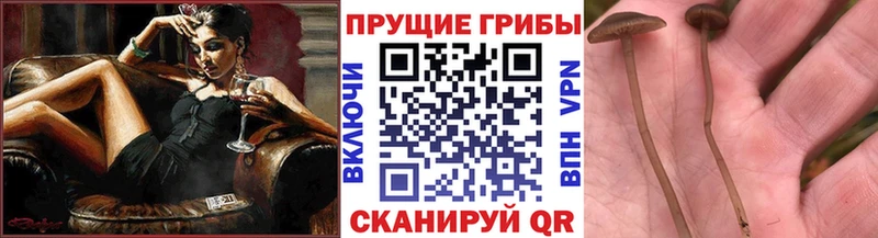 Галлюциногенные грибы Cubensis  где купить наркотик  Электрогорск 